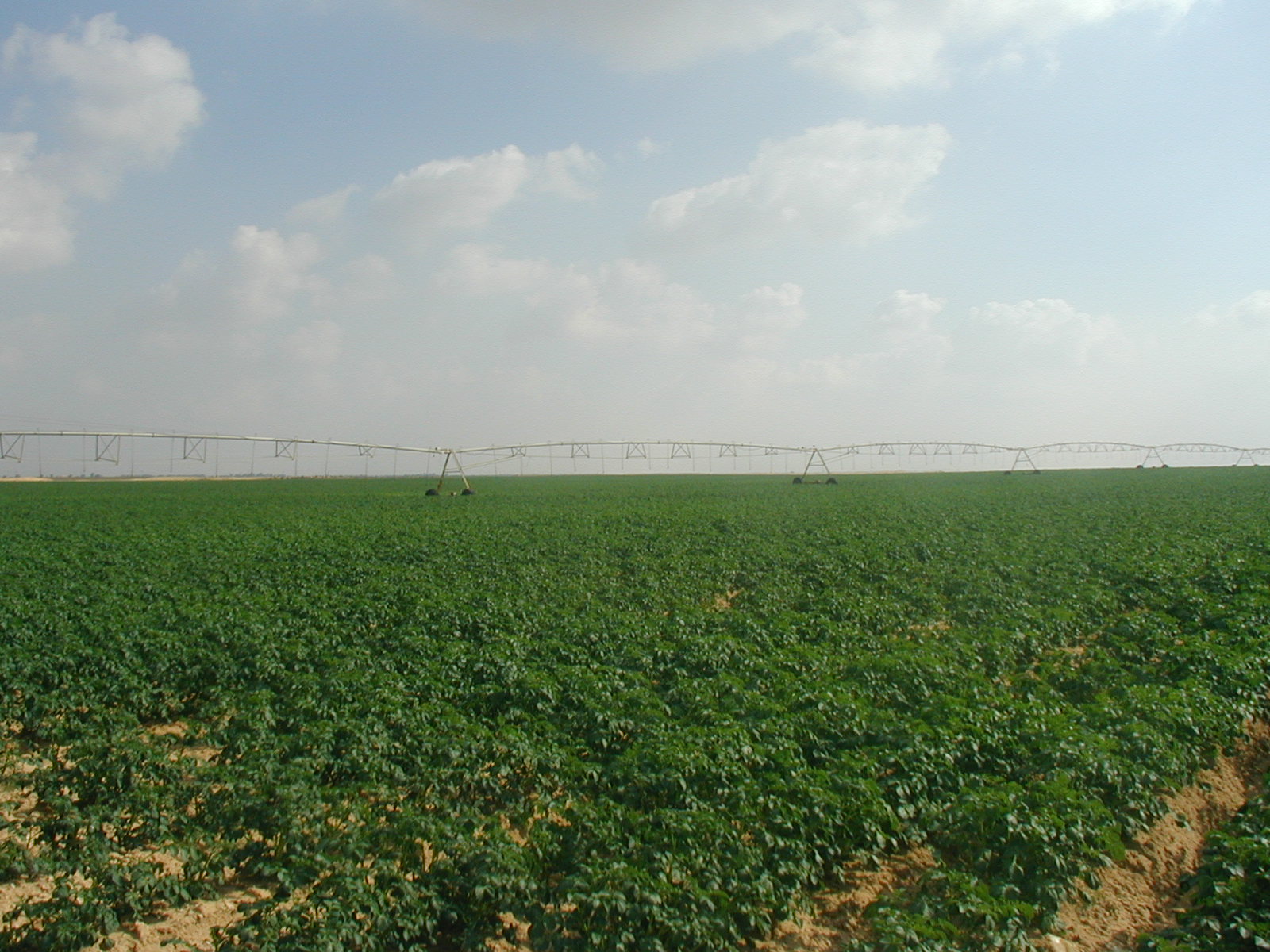 مزرعة النوبارية 