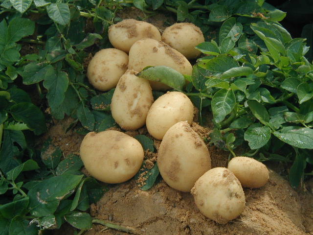 Potatos